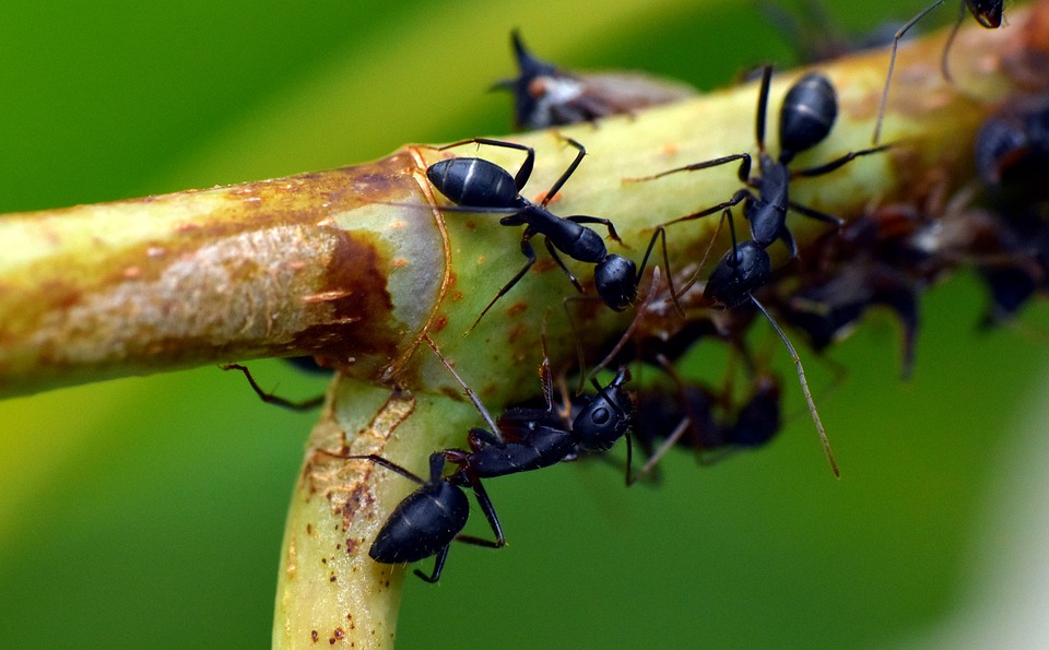 černý mravenec