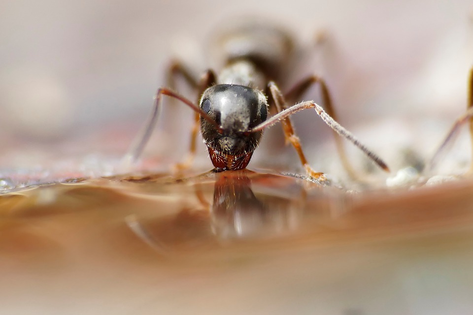 pijící mravenec